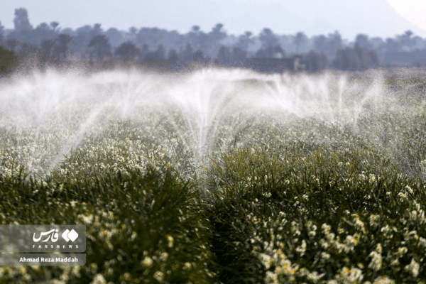 گل نرگسخفر 21