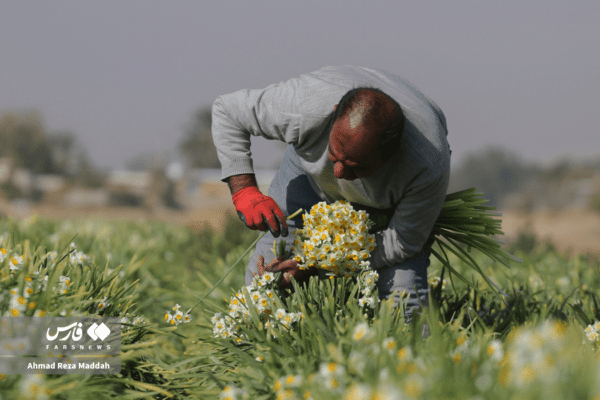 گل نرگسخفر 3