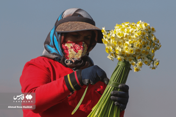 گل نرگسخفر 4