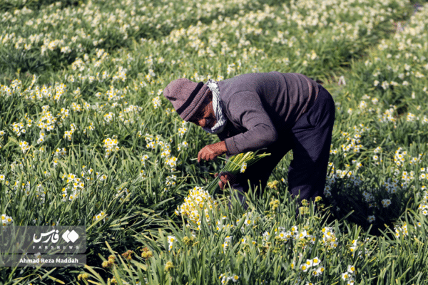 گل نرگسخفر 5