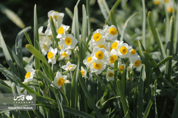 گل نرگسخفر 6