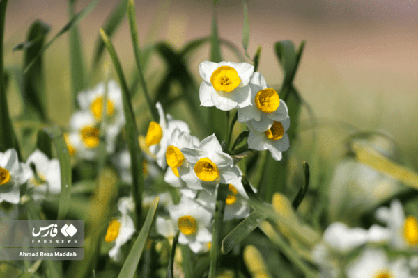 گل نرگسخفر 7
