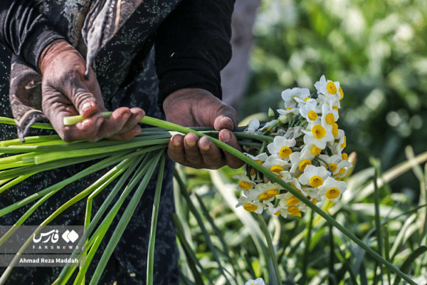 گل نرگسخفر 8