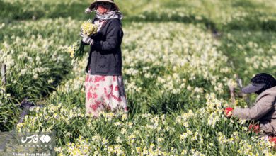 گل نرگسخفر 9