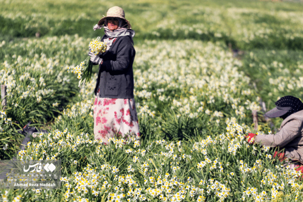 گل نرگسخفر 9