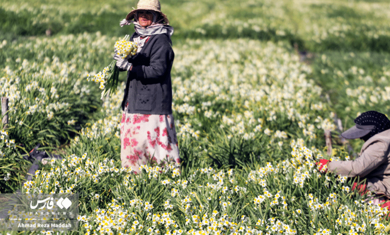 گل نرگسخفر 9