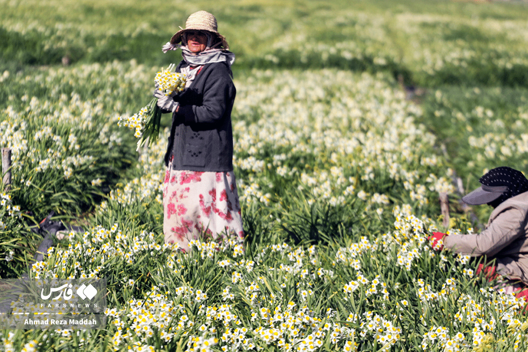 ببینید|برداشت گل نرگس در روستای بالاشهر شهرستان خفر