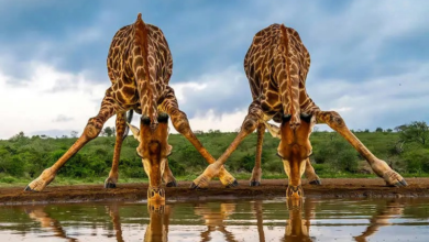 شاهکارهای مسابقه عکاسی کروماتیک طبیعت و حیات‌وحش