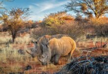 شاهکارهای مسابقه عکاسی کروماتیک طبیعت و حیات‌وحش