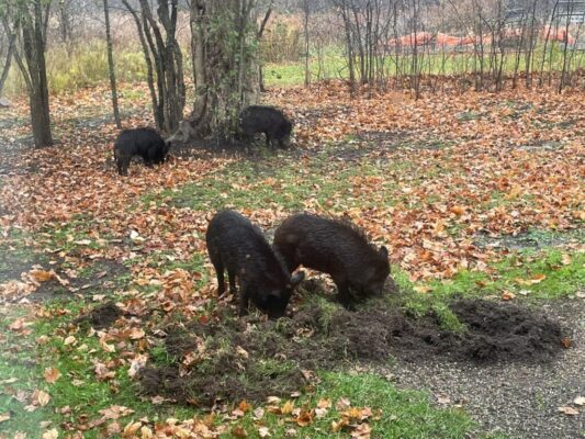 هوشنگ جهانبخش