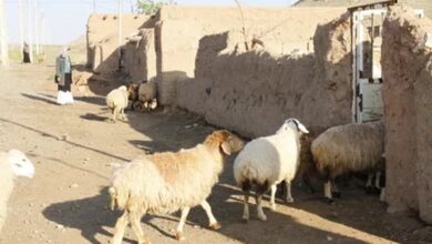 هشدار پلیس آگاهی فراجا به دامداران