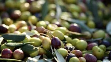 افزایش دوبرابری تولید زیتون در بیضا