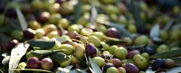 افزایش دوبرابری تولید زیتون در بیضا