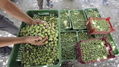 رشد ۲۰ درصدی تولید زیتون در فارس و ثبت رکورد ملی عملکرد در هکتار