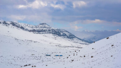 سپیدان، از زیبایی تا نماد آسیب‌پذیری و شکنندگی اکوسیستم‌های کوهستانی ایران
