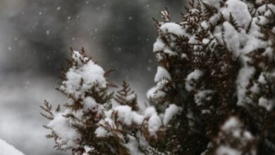 وضعیت آب و هوا، امروز ۲۶ دی ۱۴۰۴| سامانه بارشی یکشنبه وارد کشور می‌شود