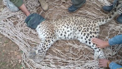 نجات پلنگ ایرانی در کوهچنار با گزارش فوری کوهنوردان