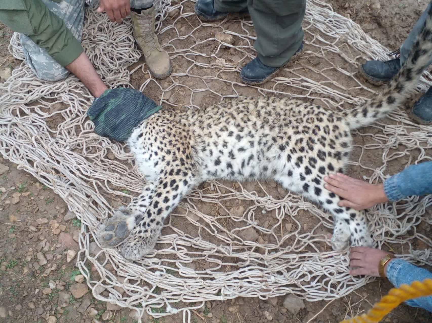 نجات پلنگ ایرانی در کوهچنار با گزارش فوری کوهنوردان