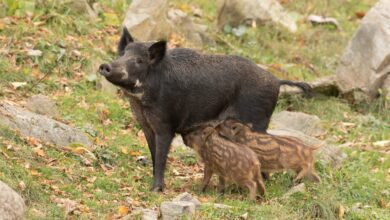 آیا می‌توانیم با گراز مقابله کنیم؟