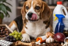 ۷ اشتباه خطرناک در تغذیه سگ که می تواند منجر به مسمومیت شود+ روش درمان 