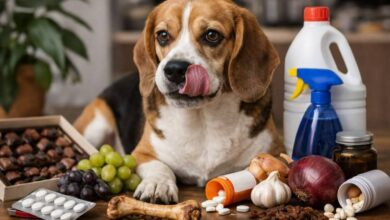 ۷ اشتباه خطرناک در تغذیه سگ که می تواند منجر به مسمومیت شود+ روش درمان 