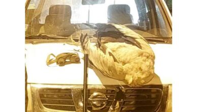 وحشی‌ترین شکار در پارک ملی بختگان! / لاشه «مهمان تاجدار» تالاب ها پیدا شد + عکس