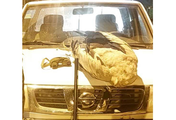 وحشی‌ترین شکار در پارک ملی بختگان! / لاشه «مهمان تاجدار» تالاب ها پیدا شد + عکس