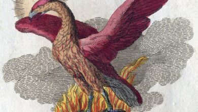 «ققنوس» پرنده‌ای که از دل آتش برمی‌خیزد