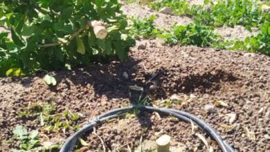 قلع و قمع ۴۰۰ اصله نهال در ۱۰ هزار متر از اراضی ملی کازرون