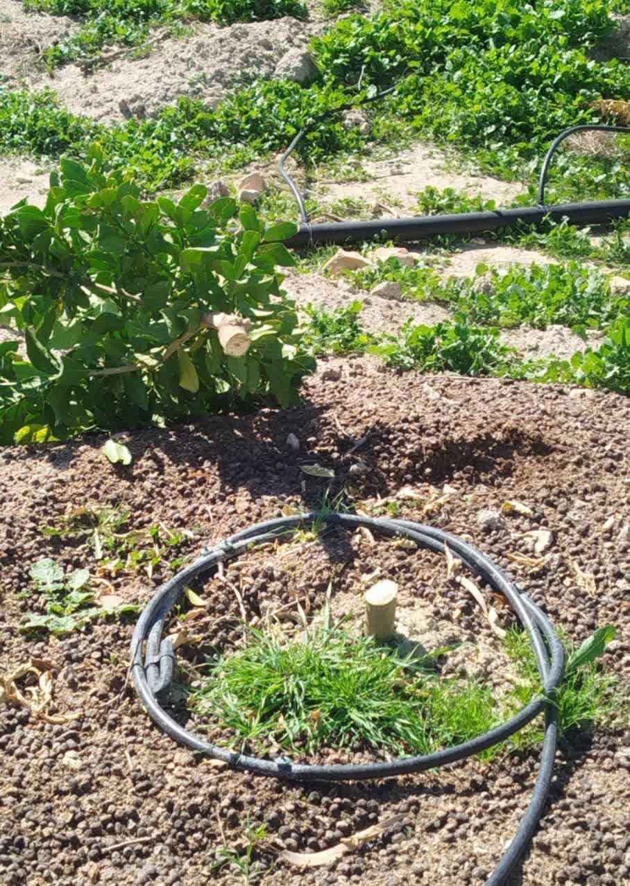 قلع و قمع ۴۰۰ اصله نهال در ۱۰ هزار متر از اراضی ملی کازرون