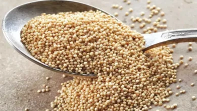 آمارانت: سوپرغذای ۸۰۰۰ ساله برای کاهش التهاب، وزن و سلامت پوست