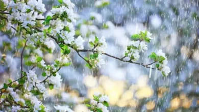 آخرین الگوهای پیش‌بینی فصلی هواشناسی : بارش‌ها در بهار ۱۴۰۵ چقدر خواهد بود؟
