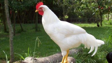 تولید محصولات آرایشی از تاج مرغ در شیراز