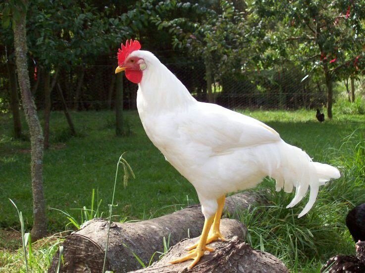 تولید محصولات آرایشی از تاج مرغ در شیراز