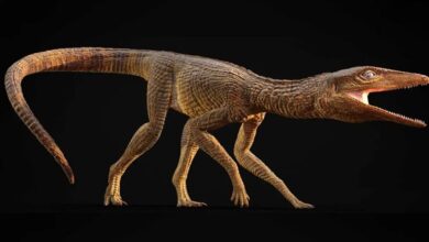 کابوس دایناسورها در ۲۱۵ میلیون سال پیش! / کشف تمساح سگ‌مانندی که پاهایش برای دویدن بود، نه شنا! + عکس