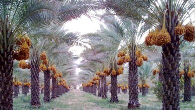 خرمای کبکاب با قیمت تعاونی به روستابازار در شیراز رسید+  آدرس غرفه ها