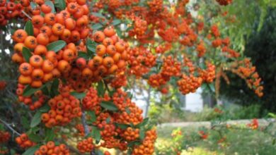 با زالزالک از قرص‌های فشار خون خداحافظی کنید!