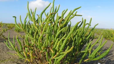 واگذاری زمین و امکانات برای کشت گیاهان شورپسند در سواحل خلیج فارس