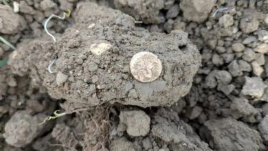 کشف ۱۸ سکه طلای عصر آهن در یک مزرعه