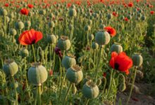 موافقت ستاد مبارزه با موادمخدر با کشت «شقایق الیفرا» برای تامین تریاک دارویی