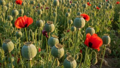 موافقت ستاد مبارزه با موادمخدر با کشت «شقایق الیفرا» برای تامین تریاک دارویی