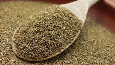 شش فایده شگفت‌انگیز دانه‌ کرفس|چگونه به رژیم غذایی خود اضافه کنیم؟