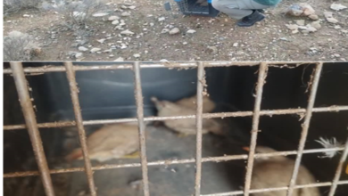 دستگیری شکارچی غیرمجاز در فسا / شام این صیاد قاچاق به محیط‌بان‌ها رسید