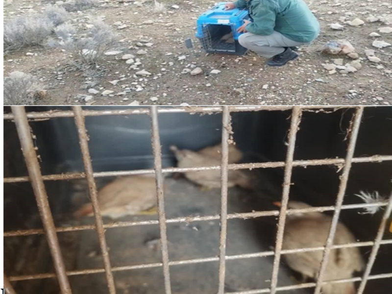 دستگیری شکارچی غیرمجاز در فسا / شام این صیاد توسط محیط‌بان‌ها رها شد