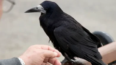 مراجعه کلاغ زخمی به اورژانس یکی از بیمارستان‌ها برای مداوا