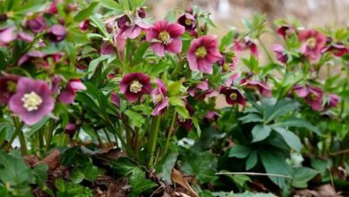 ۱۰ گیاه زیبا که می‌توانید تا پیش از آمدن بهار در باغچه بکارید