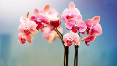 این اشتباهات کوچک باعث مرگ سریع ارکیده شما میشود!