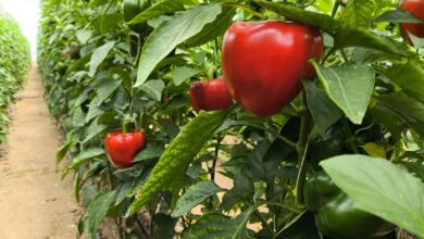 افتتاح گلخانه سبزی و صیفی ۲۰۰ تنی در آباده