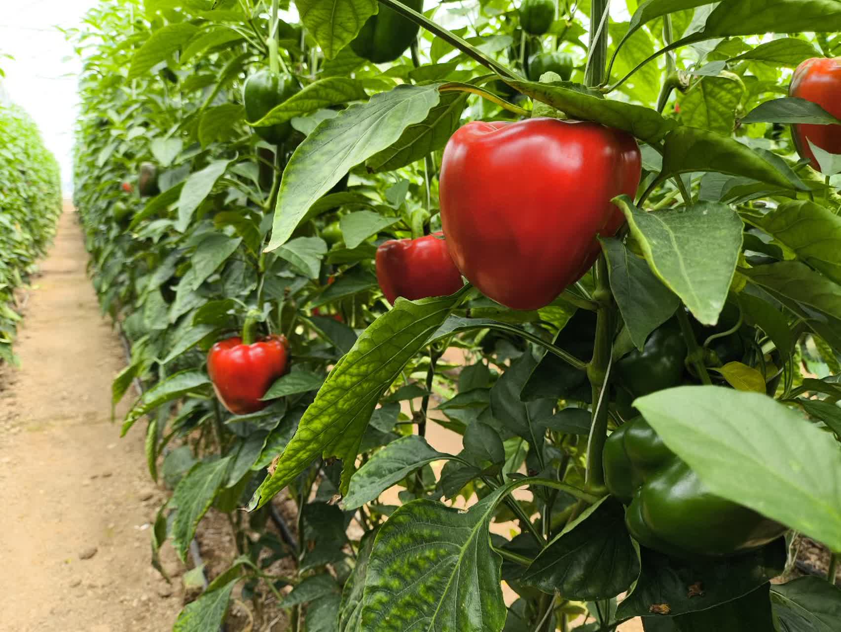 افتتاح گلخانه سبزی و صیفی ۲۰۰ تنی در آباده