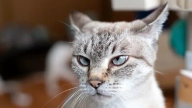 راز شنوایی فراتر از انسان؛ گوش گربه چگونه مهندسی شده است؟